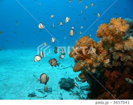 フタスジリュウキュウスズメダイ フタスジリュウキュウスズメダイ 3657041