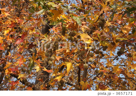 アメリカフウの紅葉 3657171