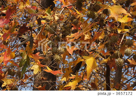 アメリカフウの紅葉 3657172