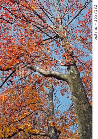 アメリカフウの紅葉 3657182