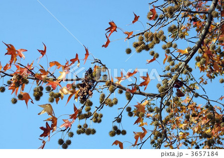 アメリカフウの紅葉 アメリカフウの紅葉 3657184