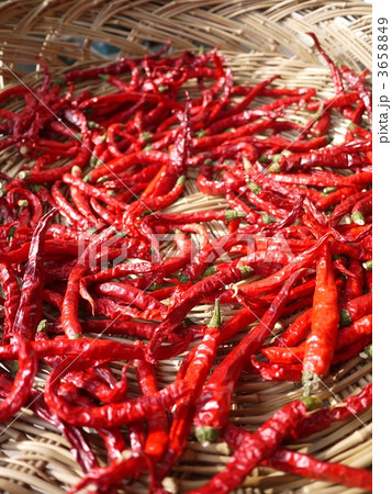 ごろごろシリーズ　赤とうがらし 3658849