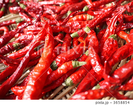 ごろごろシリーズ　赤とうがらし 3658854