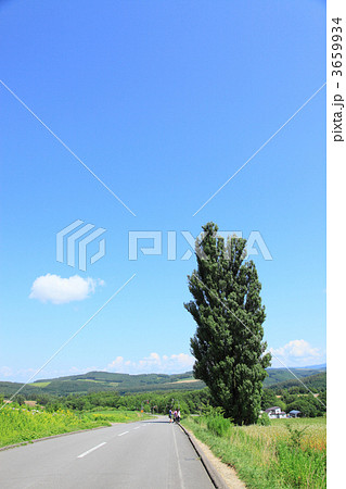 ケンとメリーの木 ケンとメリーの木 3659934