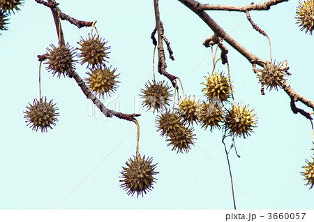 アメリカフウ 3660057