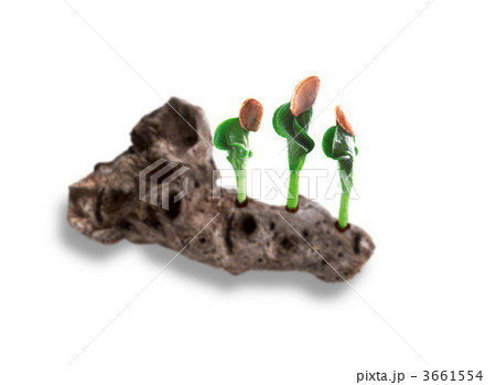 3661554