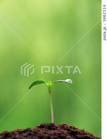 3662514