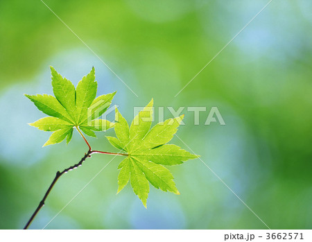 青モミジ 青もみじ 青楓の写真素材