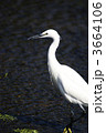 白鷺 3664106
