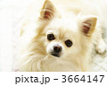 チワワ 3664147