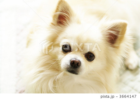 チワワ 3664147