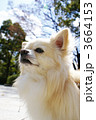 チワワ 3664153