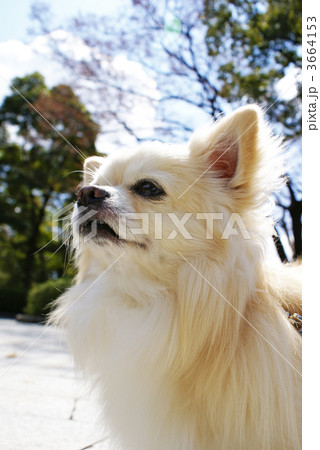 チワワ 3664153