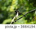 オニヤンマ 3664194