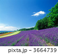 花畑 ラベンダー畑 ラベンダー 3664739