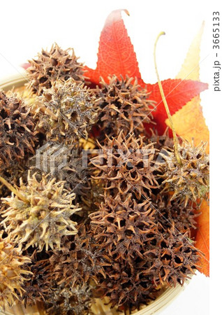 モミジバフウの実 3665133