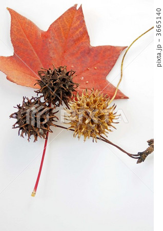モミジバフウの実 モミジバフウの実 3665140