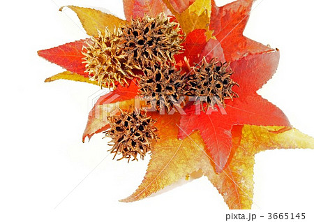 モミジバフウの実 モミジバフウの実 3665145
