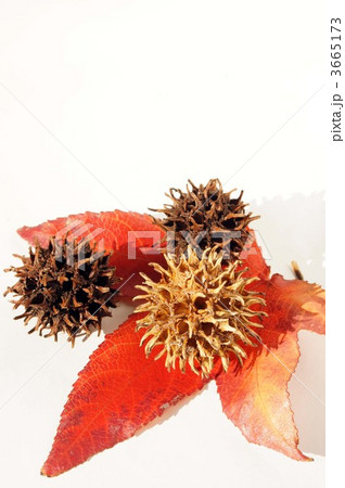 モミジバフウの実 モミジバフウの実 3665173