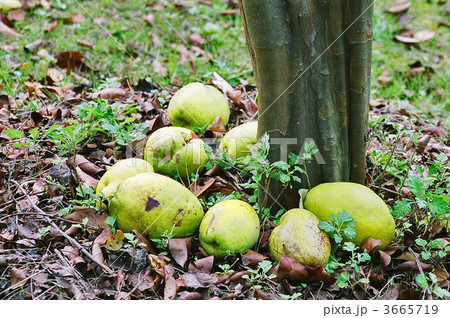 花梨の実 3665719