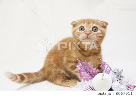 スコティッシュフォールドの子猫 3667911