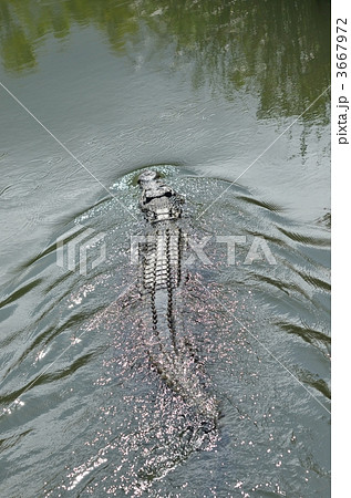 ワニ　水面 3667972