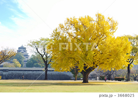 熊本城と銀杏 3668025