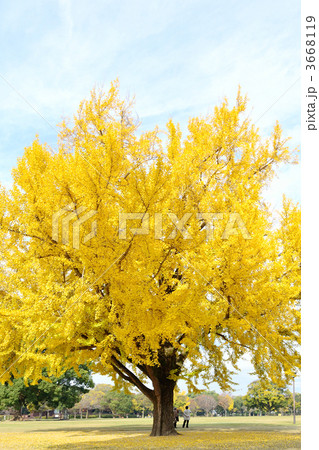 熊本城の銀杏 3668119