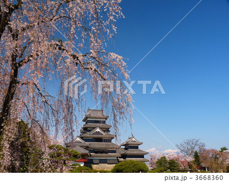 国宝 松本城と桜 3668360