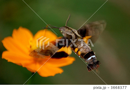 ホシホウジャクのホバリング 3668377