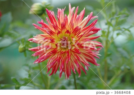 ダリアの花 ダリアの花 3668408