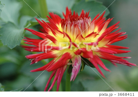 ダリアの花 3668411