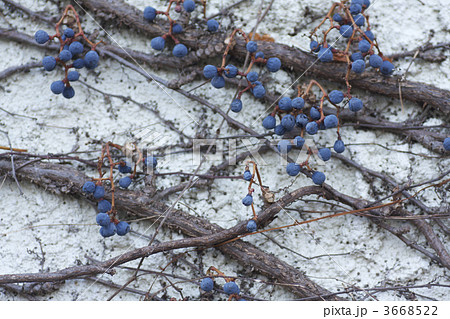 蔦の実 蔦の実 3668522