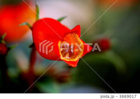 シーマニアの花 3669017