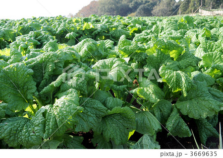 ゴボウ畑 3669635