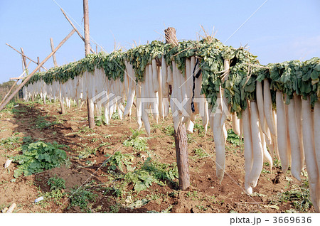 天日干し大根すだれ 3669636