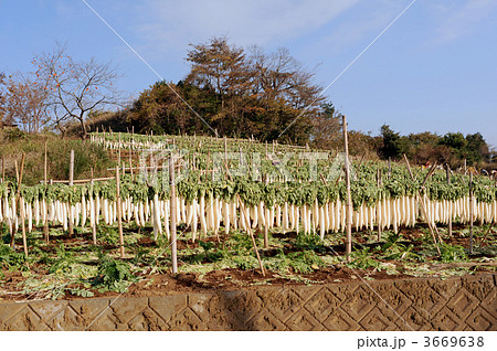 箱根干し大根すだれ 3669638