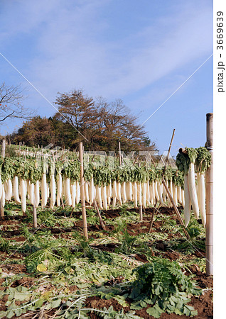 箱根天日干し大根すだれ 3669639