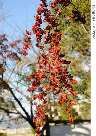 ピラカンサス 3669641