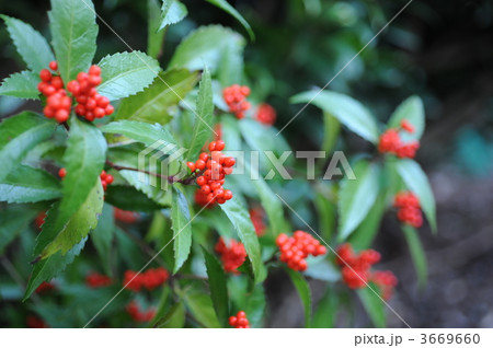 千両の実 千両の実 3669660