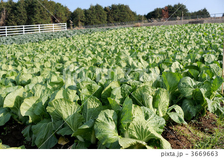 白菜畑 白菜畑 3669663