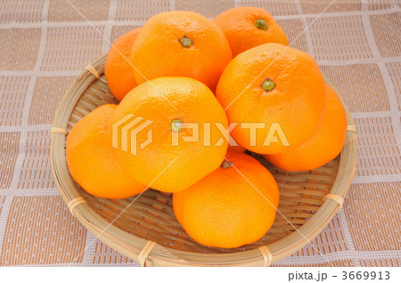 冬の果物　みかん　テーブルフォト 3669913