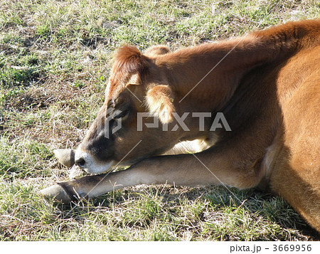 ウシ(ジャージー種) ウシ(ジャージー種) 3669956