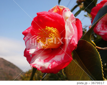 椿の園芸品種 椿の園芸品種 3670017