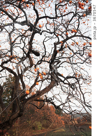 妙丹(みょうたん)柿 妙丹(みょうたん)柿 3670547