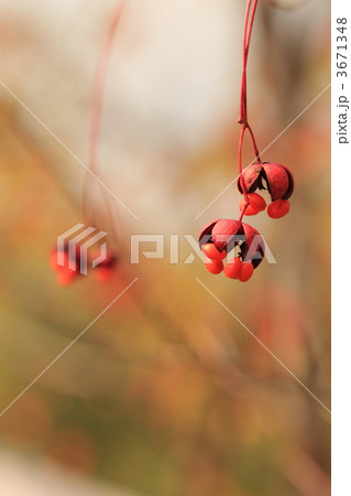 ツリバナ 3671348