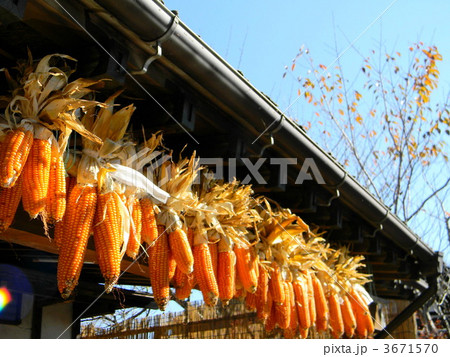 軒先の干しトウモロコシ 軒先の干しトウモロコシ 3671570