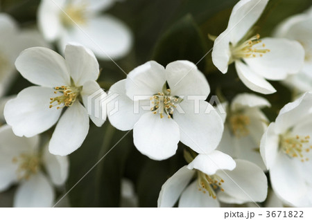 apple tree in the spring 3671822