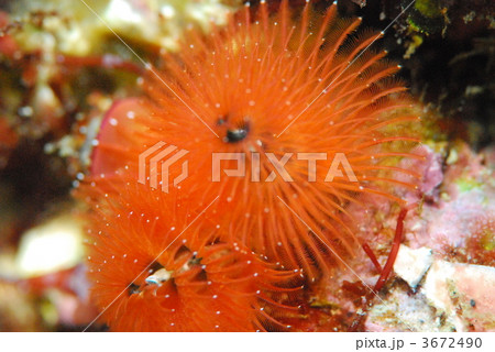 イバラカンザシ 3672490