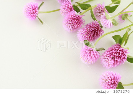 千日紅のフレーム 千日紅のフレーム 3673276